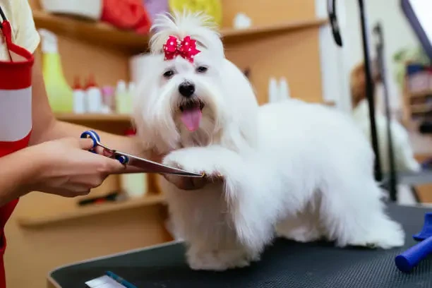 Pet Grooming